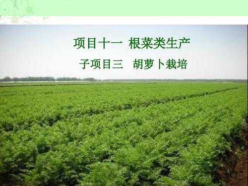根菜类蔬菜生产技术胡萝卜栽培概述ppt