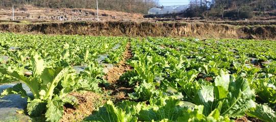 织金县金龙乡:雪融春至 3000亩蔬菜丰收在望!