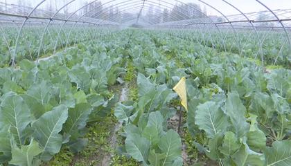四季长青蔬菜种植专业合作社--农技推广排头兵
